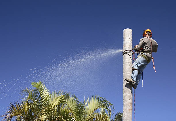 Best Leaf Removal  in Diamond Ridge, AK