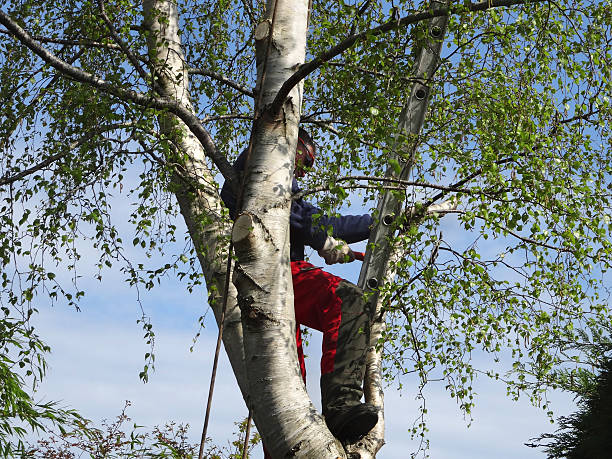 Best Stump Grinding and Removal  in Diamond Ridge, AK