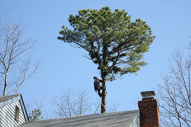 Tree and Shrub Care in Diamond Ridge, AK
