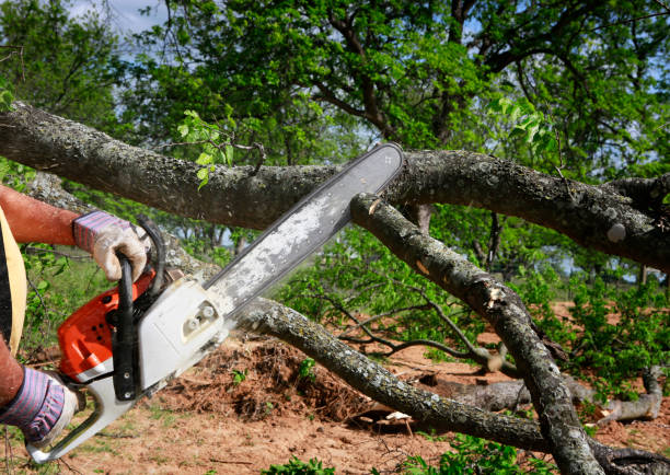 Best Tree Risk Assessment  in Diamond Ridge, AK